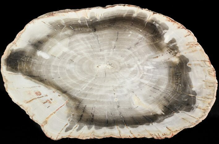Araucaria Petrified Wood From Madagascar - #47400